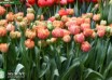 Tulipa Sensual Touch ® (1)